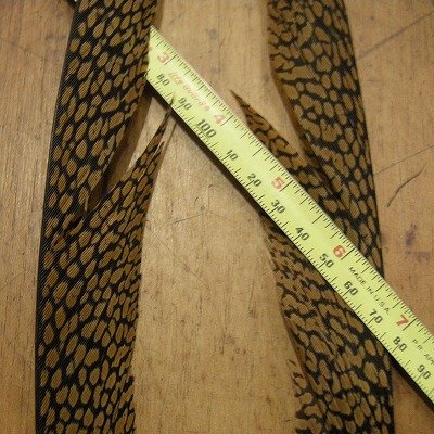 画像3: Golden Pheasant Tail 1ペア A3