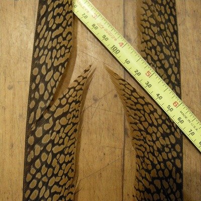 画像3: Golden Pheasant Tail 1ペア AAA1