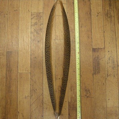 画像1: Golden Pheasant Tail 1ペア AAA2  