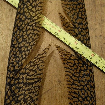 画像3: Golden Pheasant Tail 1ペア AAA2  