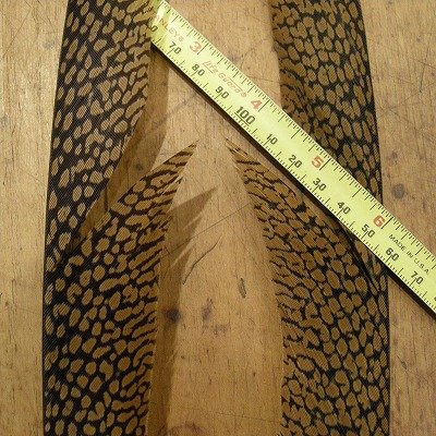 画像3: Golden Pheasant Tail 1ペア AA2