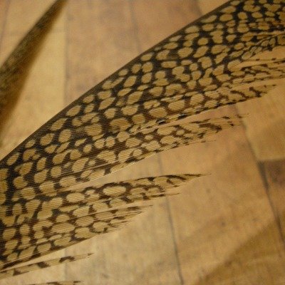 画像3: Golden Pheasant Tail 