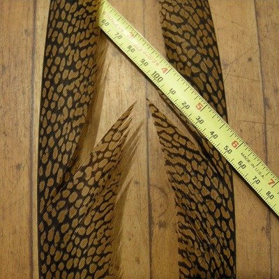 画像3: Golden Pheasant Tail 1ペア AA1