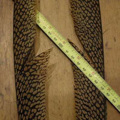画像3: Golden Pheasant Tail 1ペア  A1