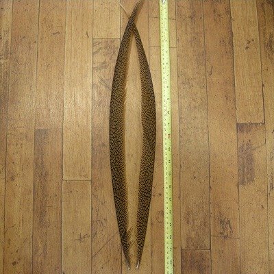 画像1: Golden Pheasant Tail 1ペア AA1