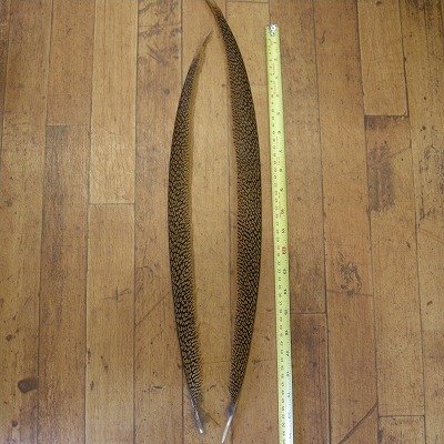 画像1: Golden Pheasant Tail 1ペア  A1