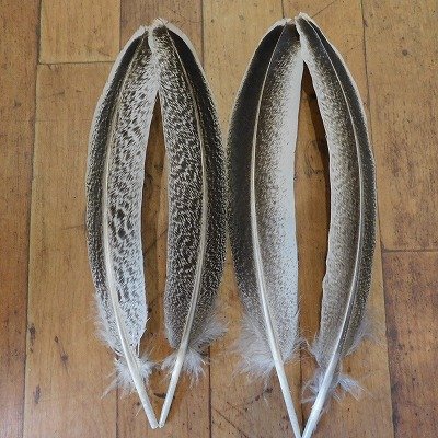 画像3: 【CANAL】 TURKEY QUILL Grey Speckled SA