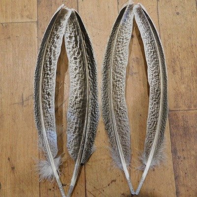 画像3: 【CANAL】 TURKEY QUILL Silver Speckled SA  