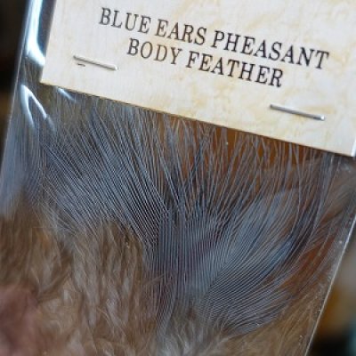 画像1: 【ANGLE】 BLUE EARED PHEASANT　BODY FEATHER