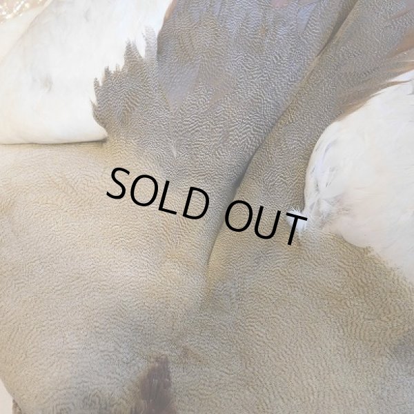 画像3: エジプシャングース・コンプリート (3)