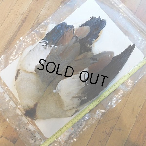 画像2: エジプシャングース・コンプリート (2)