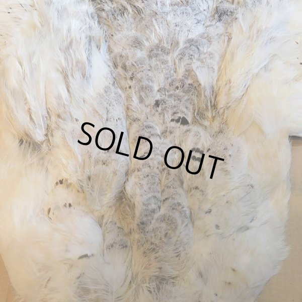 画像3: ブラックショルダー・ヘン ピーコック・コンプリート (3)