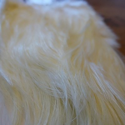 画像3: 【WHITING】 Spey Hackle Saddle SILVER GRADE