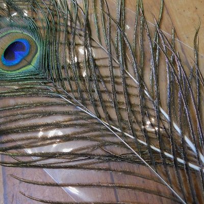 画像2: 【CANAL】 Green Peafowl Eye Sサイズ