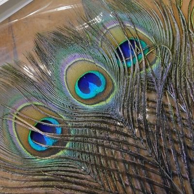 画像1: 【CANAL】 Green Peafowl Eye Mサイズ  