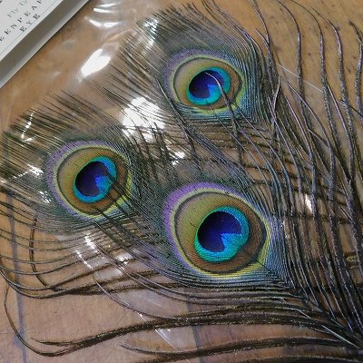 画像1: 【CANAL】 Green Peafowl Eye Sサイズ