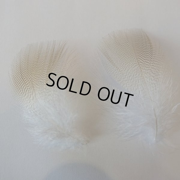 画像2: 【ANGLE】 WOOD DUCK LEMON EXT (2)