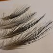 画像3: 【ANGLE】 HERON BACK FEATHER (3)