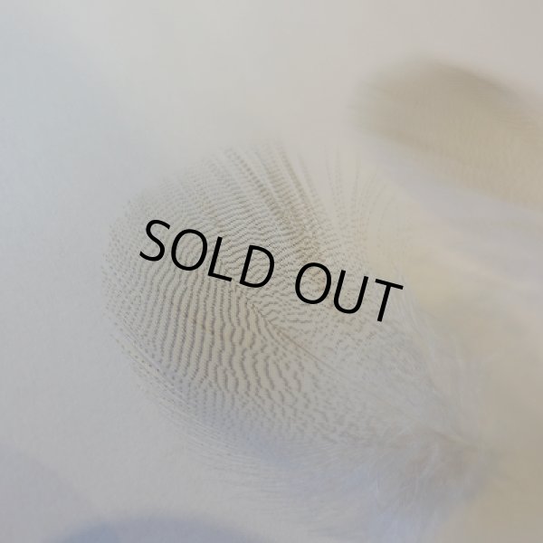 画像3: 【ANGLE】 WOOD DUCK LEMON EXT (3)