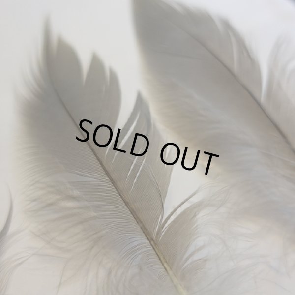 画像2: 【CANAL】 Grey Heron M SIZE (2)