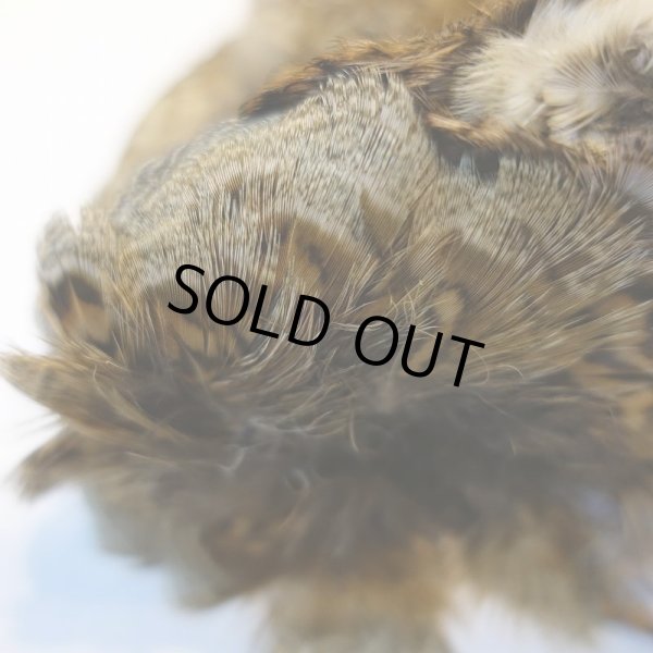 画像3: 【CANAL】HEN PHEASANT(ウィング付) (3)