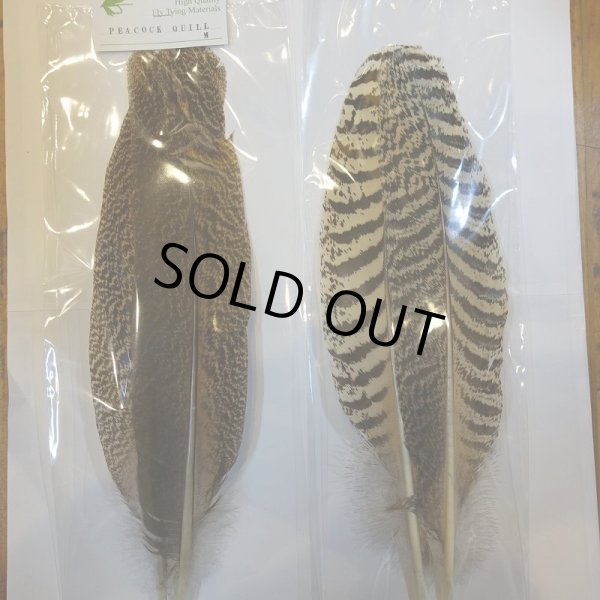 画像5: 【CANAL】 PEACOCK QUILL M (5)