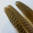 画像3: 【CANAL】 PEACOCK QUILL S (3)