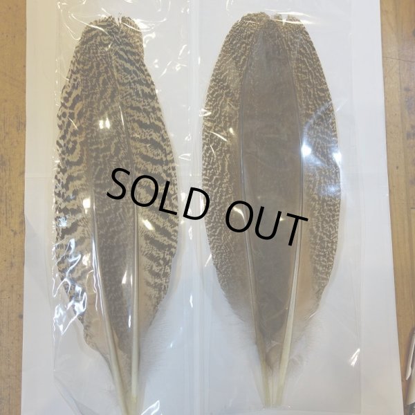 画像7: 【CANAL】 PEACOCK QUILL L (7)