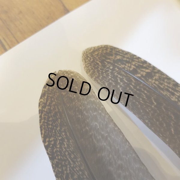 画像4: 【CANAL】 PEACOCK QUILL SA (4)