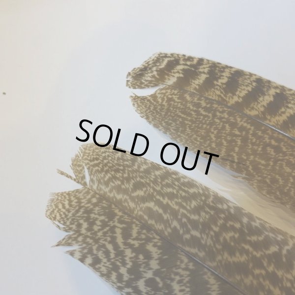 画像4: 【CANAL】 PEACOCK QUILL S (4)