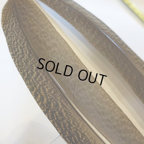 画像2: 【CANAL】 PEACOCK QUILL SA (2)