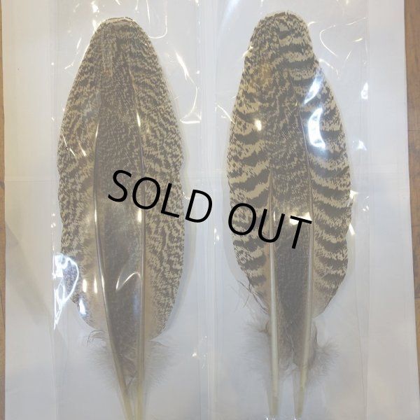 画像6: 【CANAL】 PEACOCK QUILL M (6)