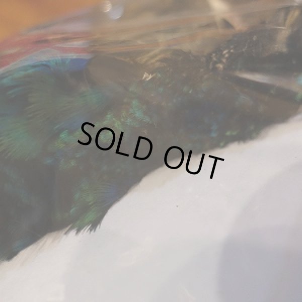 画像5: 【CANAL】 PEAHEN コンプリート  (5)