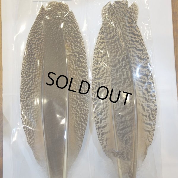 画像6: 【CANAL】 PEACOCK QUILL SA (6)