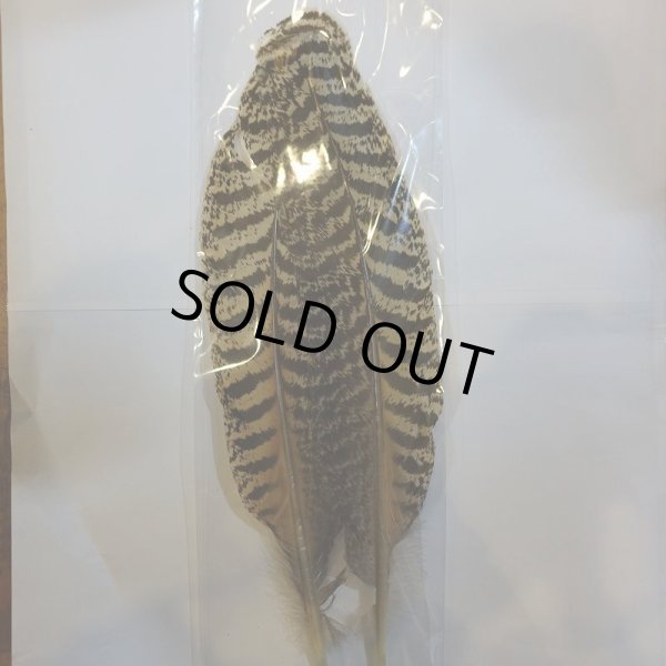 画像7: 【CANAL】 PEACOCK QUILL M (7)