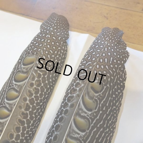 画像5: アーガスフェザント ウイングクイルペア Lサイズ  (5)