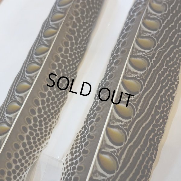 画像4: アーガスフェザント ウイングクイルペア Lサイズ  (4)