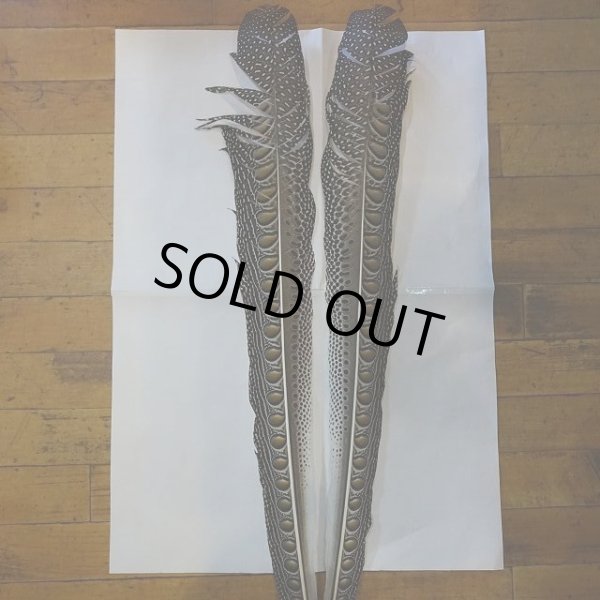 画像2: アーガスフェザント ウイングクイルペア Lサイズ  (2)