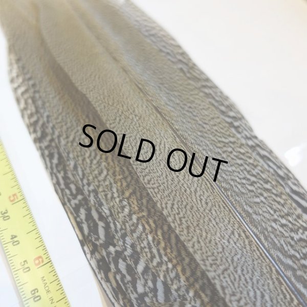 画像2: 【CANAL】 Speckled Pheasant コンプリートテール S (No.3) (2)