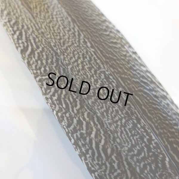 画像4: 【CANAL】 Speckled Pheasant コンプリートテール L (No.1) (4)