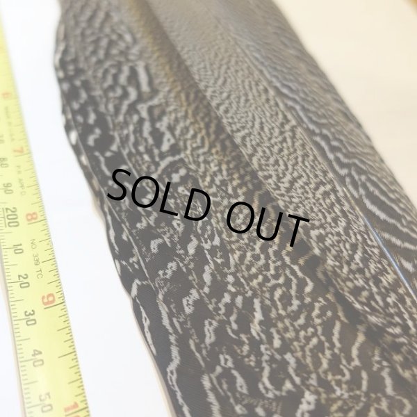 画像2: 【CANAL】 Speckled Pheasant コンプリートテール L (No.2) (2)