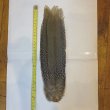 画像1: 【CANAL】 Speckled Pheasant コンプリートテール S (No.3) (1)