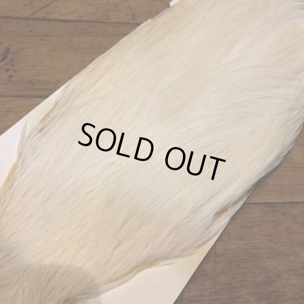 画像5: 【Spencer'sHackles】 Spencer Hackle Cock Neck Choice #3(SALE) (5)