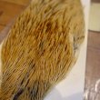 画像2: 【Spencer'sHackles】 Spencer Hackle Cock Neck Select Badger Natural #2(SALE)   (2)