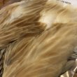 画像2: 【Spencer'sHackles】 SELECT BADGER HEN NECK #2(SALE) (2)