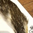 画像2: 【Spencer'sHackles】 1/2 Cock Neck Select Badger #2 (SALE) (2)