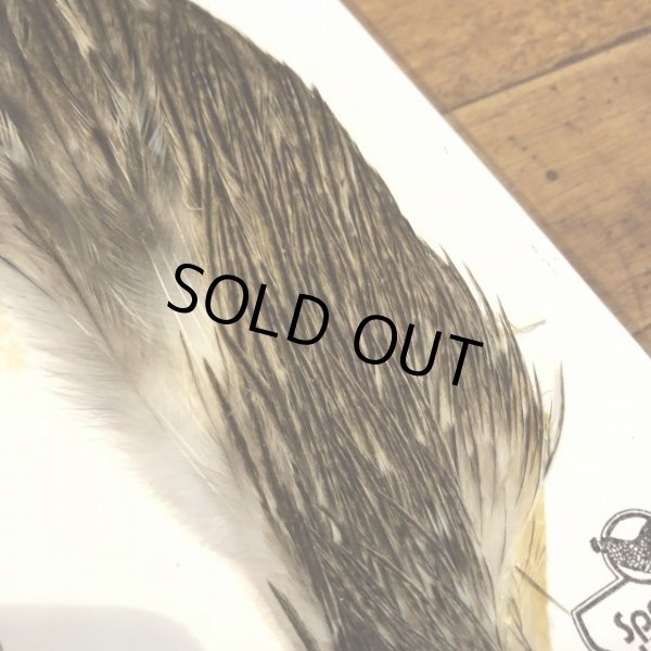 画像2: 【Spencer'sHackles】 1/2 Cock Neck Select Badger #2 (SALE) (2)