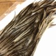 画像3: 【Spencer'sHackles】 1/2 Cock Neck Select Badger #2 (SALE) (3)