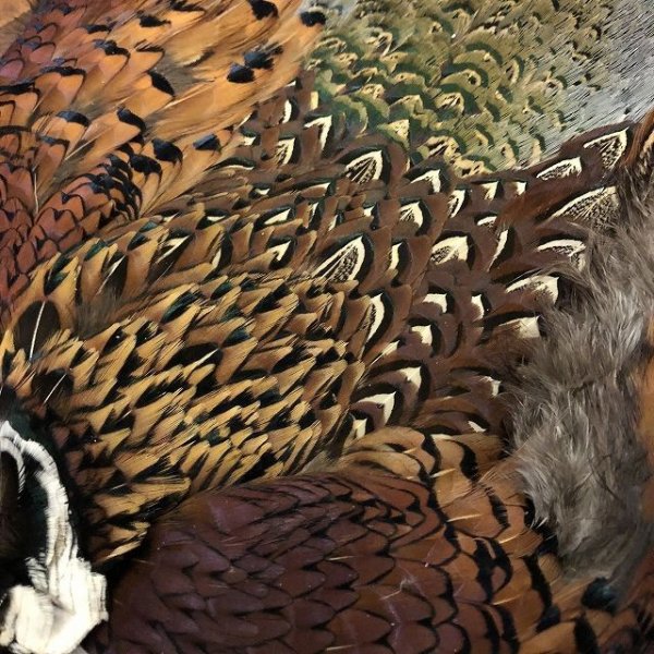 画像2: 【ANGLE】 COCK PHEASANT BODYSKIN (2)