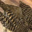 画像3: 【ANGLE】 HEN AMHERST PHEASANT COMPLETE (3)